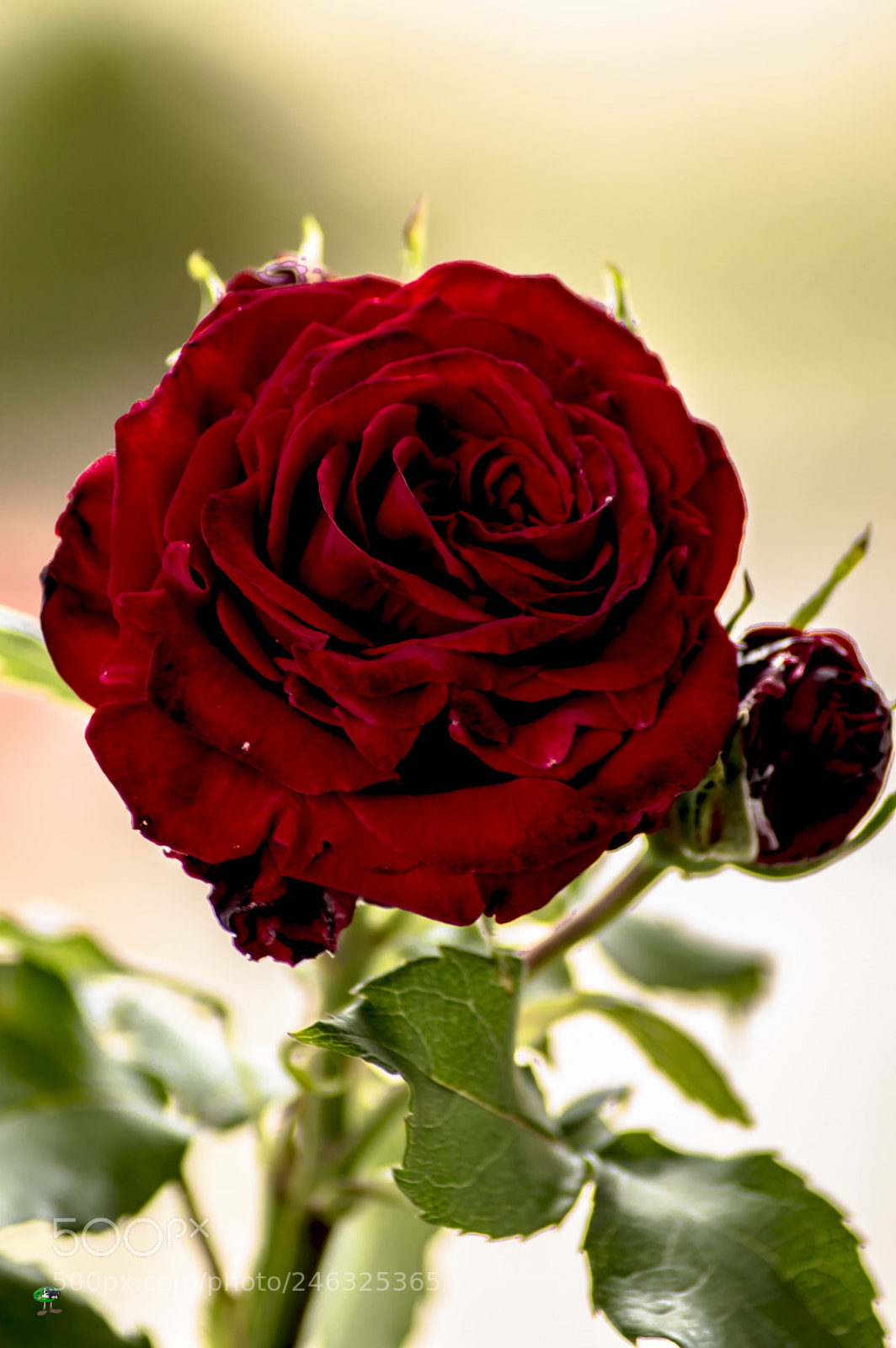 Nikon D3200 sample photo. Flores photography