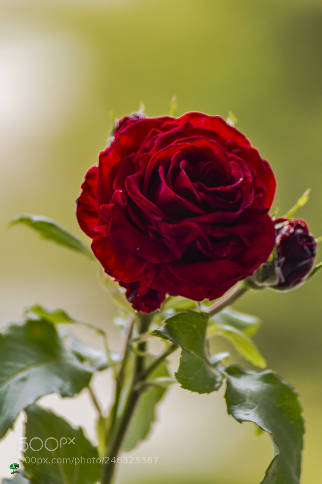 Nikon D3200 sample photo. Flores photography