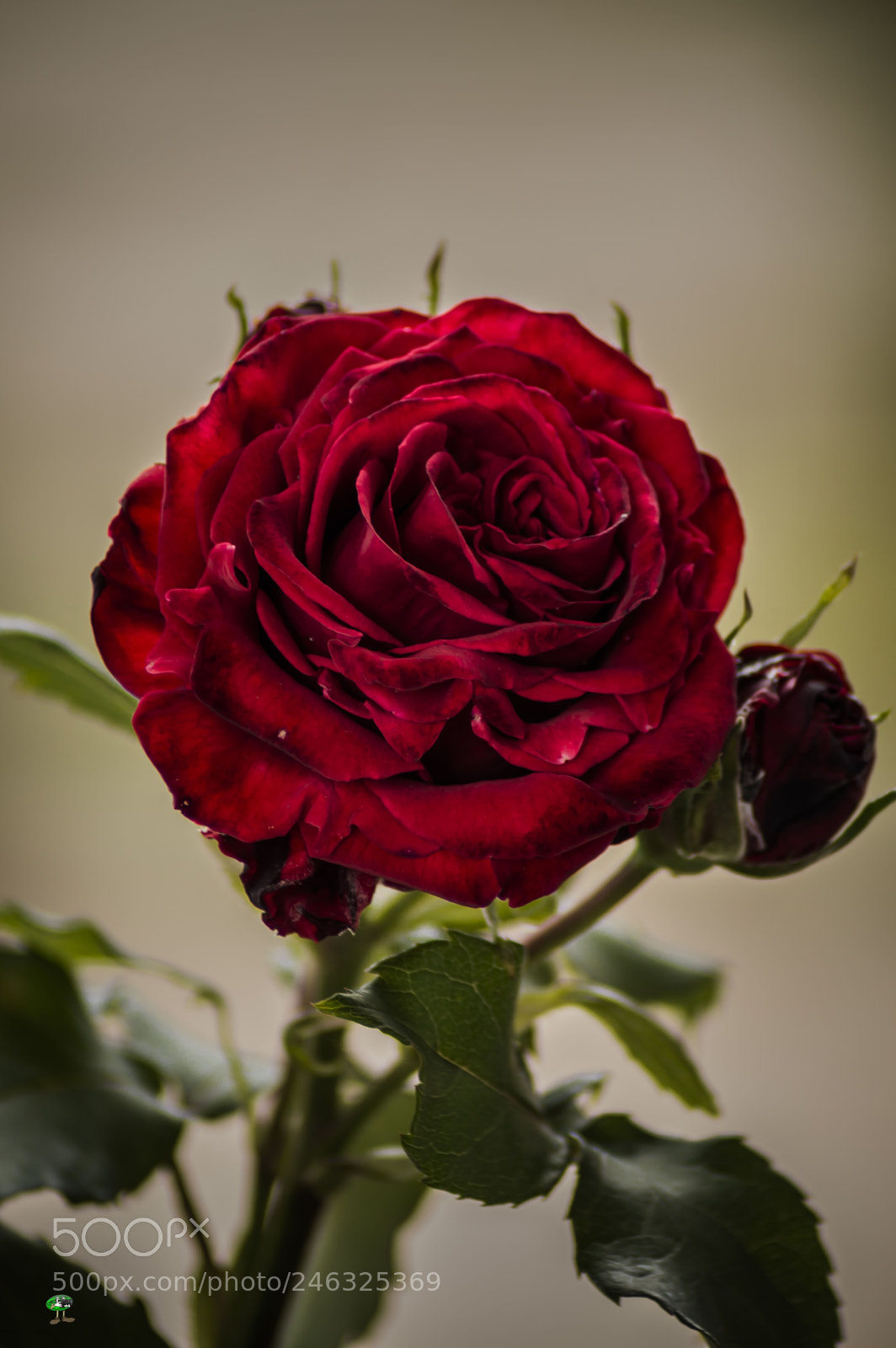Nikon D3200 sample photo. Flores photography