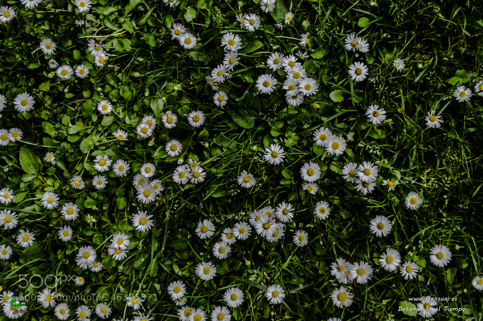 Nikon D3200 sample photo. Flores photography