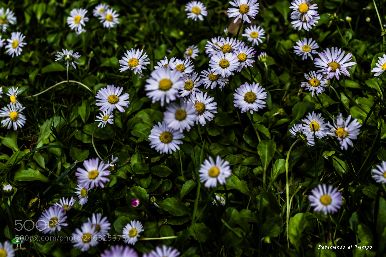 Nikon D3200 sample photo. Flores photography