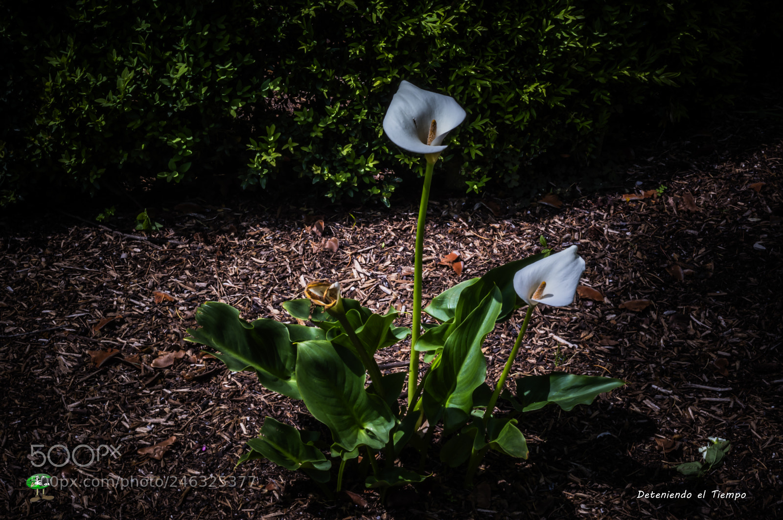 Nikon D3200 sample photo. Flores photography