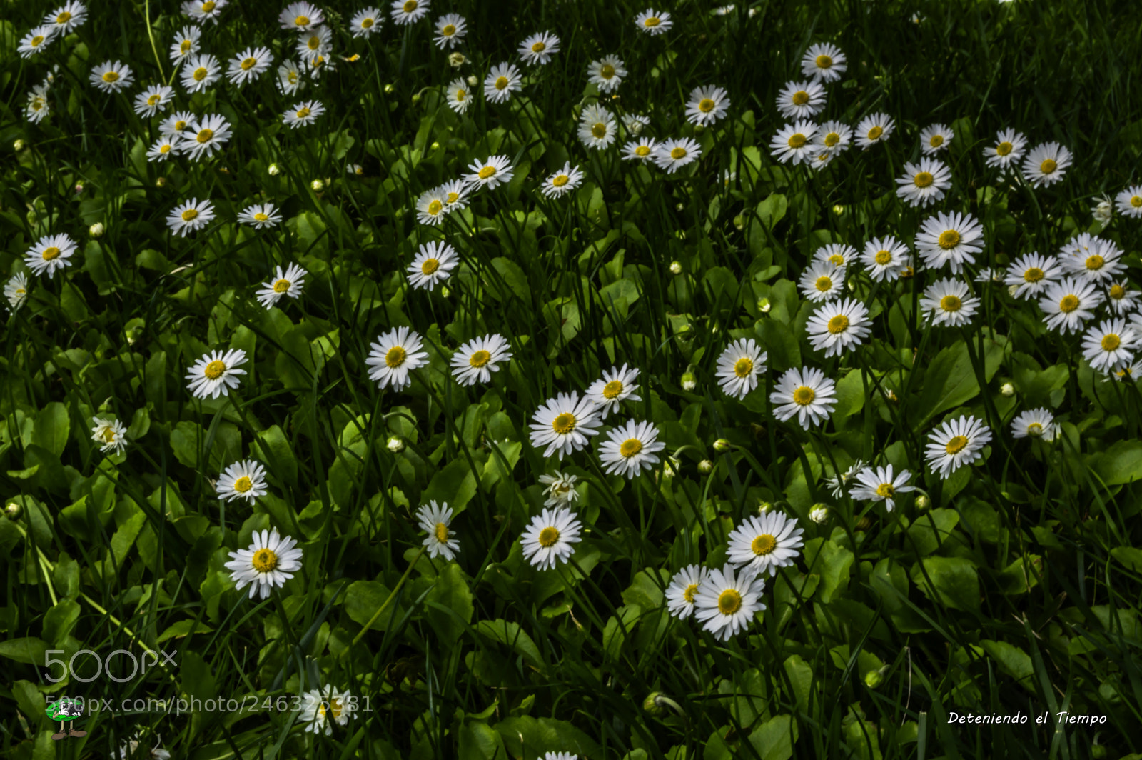 Nikon D3200 sample photo. Flores photography
