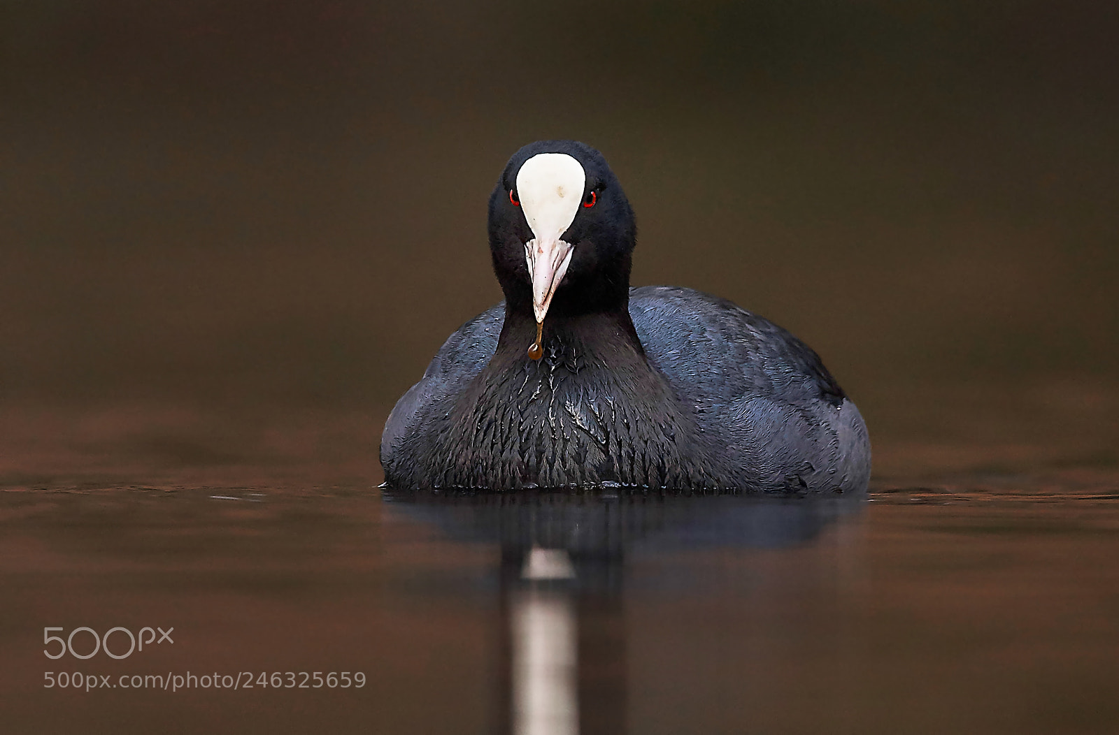 Sony SLT-A58 sample photo. Eurasian coot photography