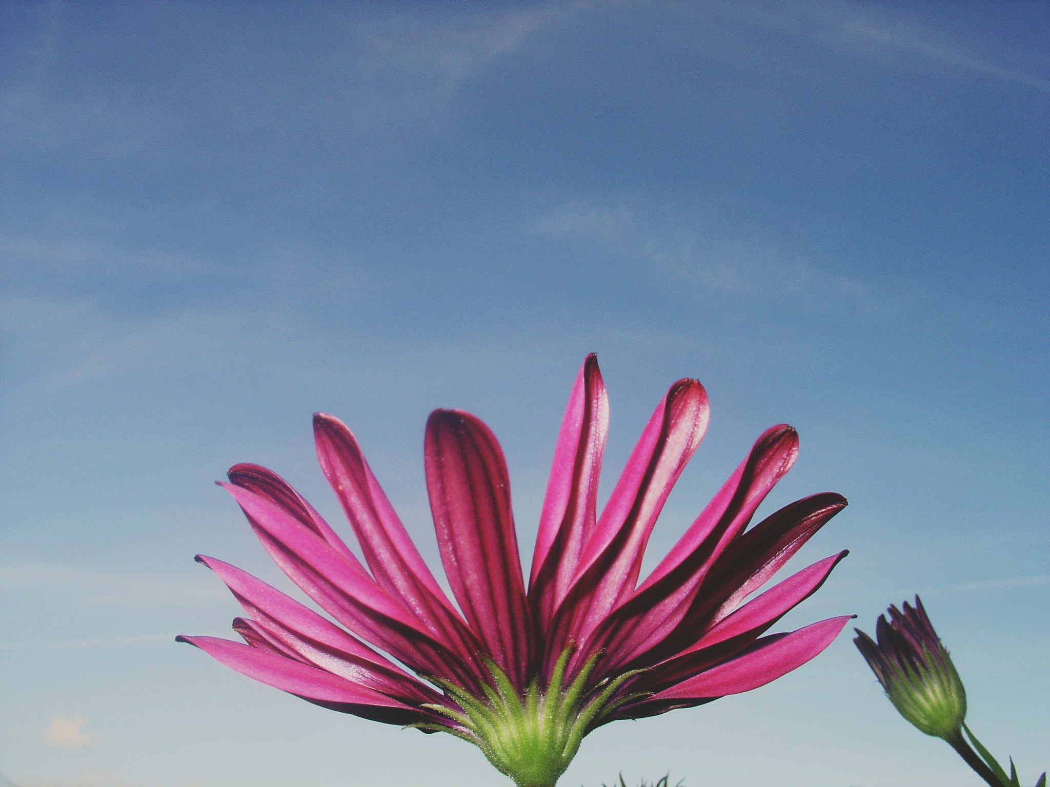 Sony DSC-V1 sample photo. 🌸 flowers photography