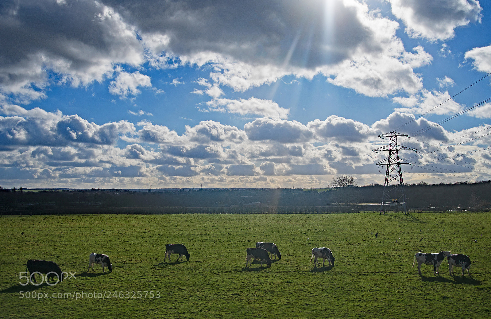 Nikon D500 sample photo. Grassland photography