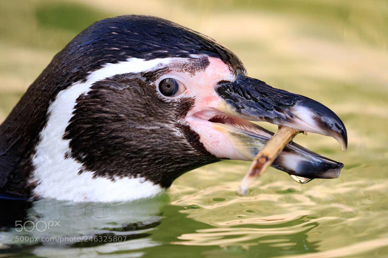 Canon EOS 7D Mark II sample photo. Penguin playing fetch photography