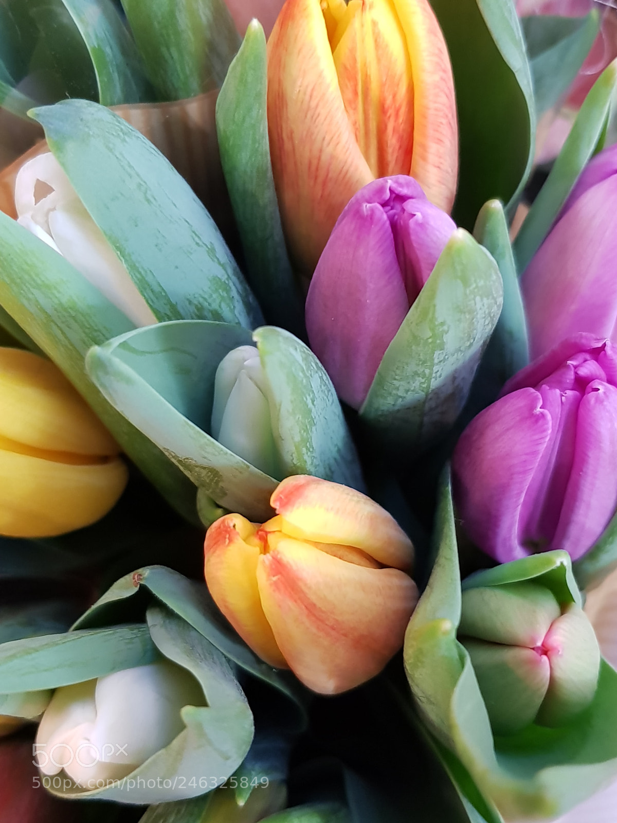Samsung Galaxy S8 sample photo. Tulips photography