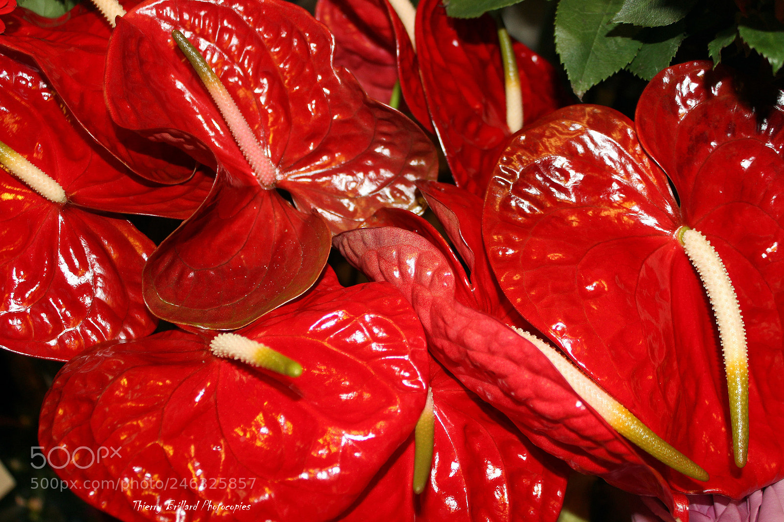 Canon EOS 600D (Rebel EOS T3i / EOS Kiss X5) sample photo. Fleurs rouge photography