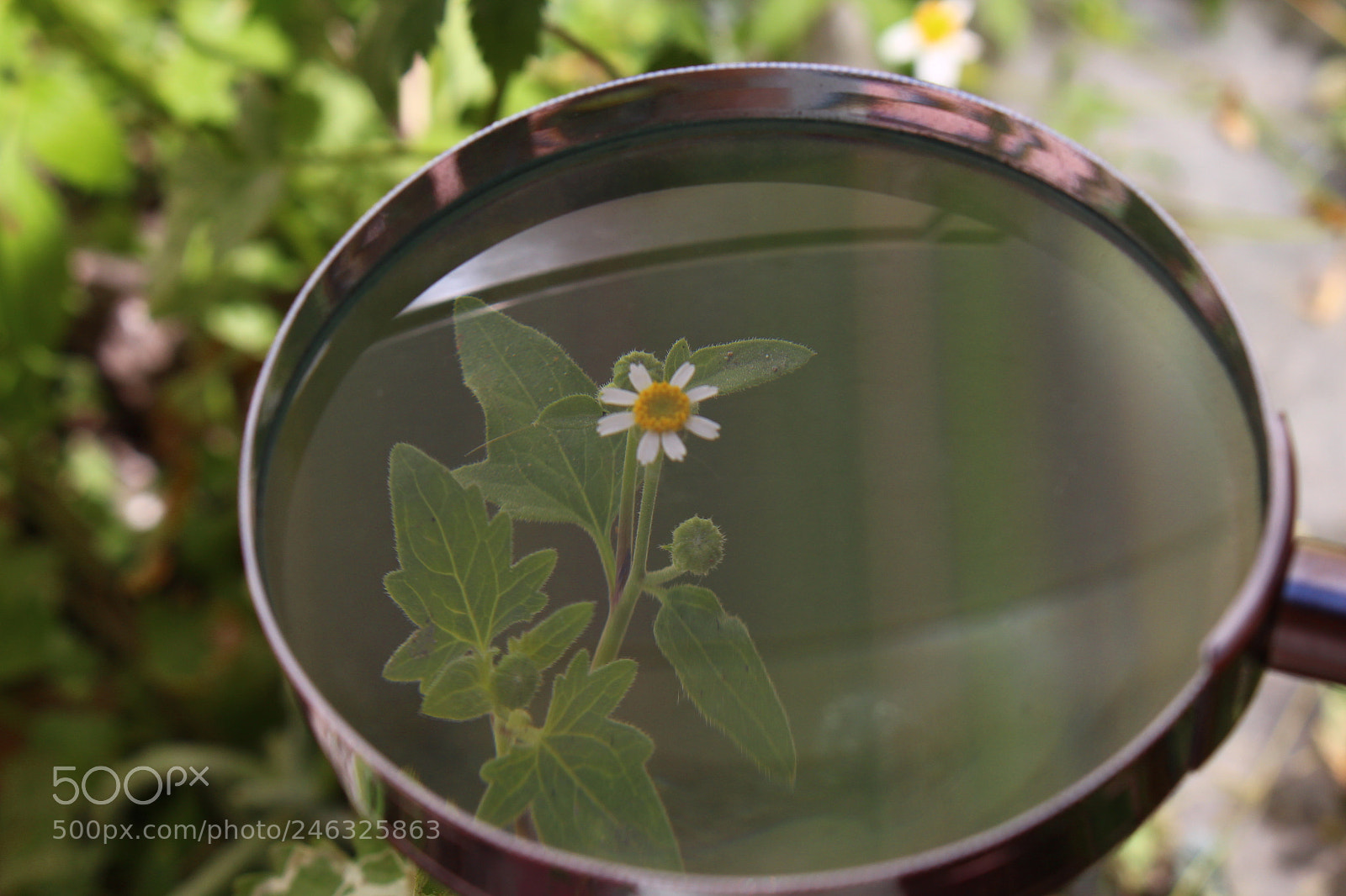 Canon EOS 700D (EOS Rebel T5i / EOS Kiss X7i) sample photo. A detalle photography