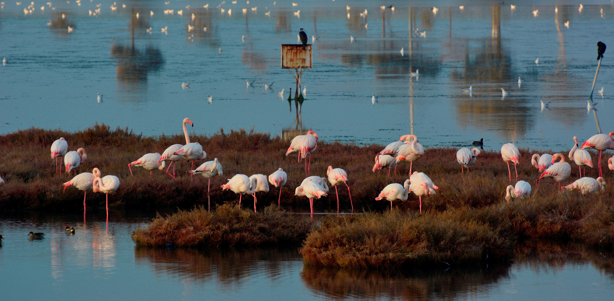 Nikon D7100 sample photo. Flamingo photography