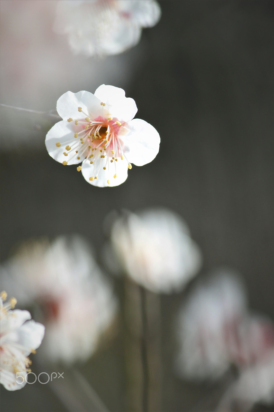 Canon EF-S 55-250mm F4-5.6 IS II sample photo. The plum photography