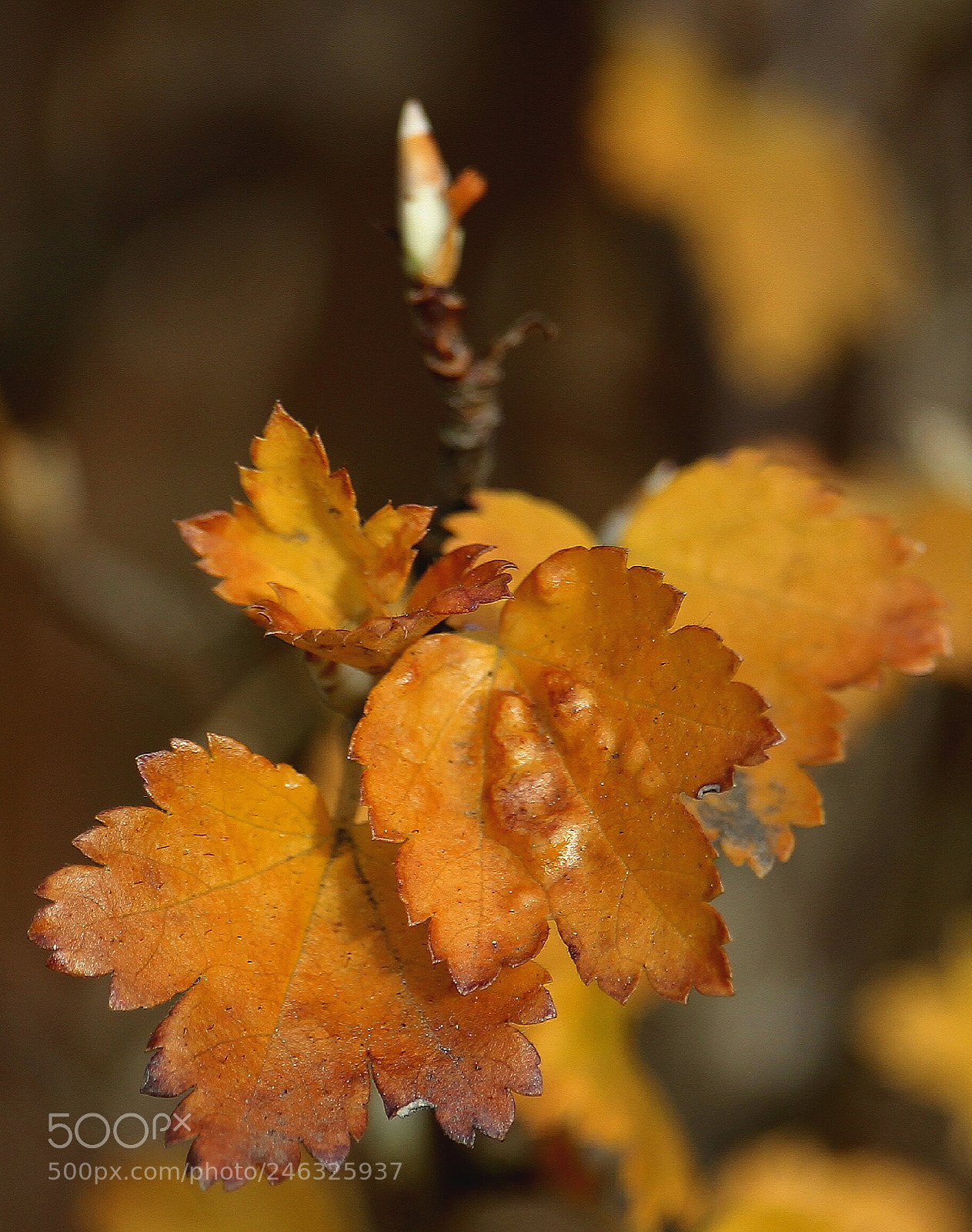 Canon EOS 100D (EOS Rebel SL1 / EOS Kiss X7) sample photo. Leaves photography