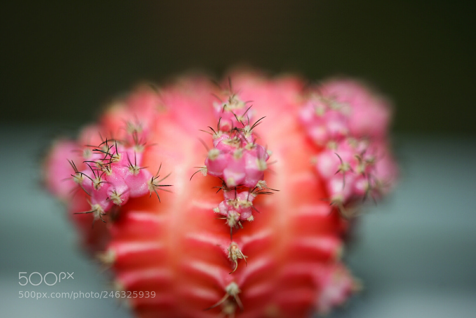 Nikon AF-S Micro-Nikkor 60mm F2.8G ED sample photo. Moon cactus photography