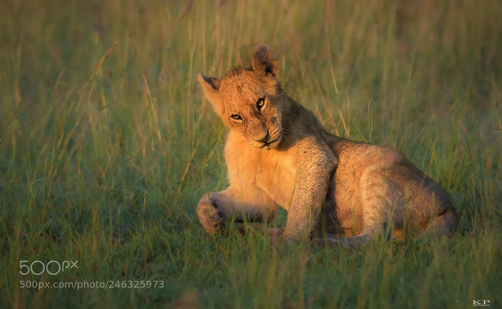 Nikon D7200 sample photo. 'play time' lion cub photography