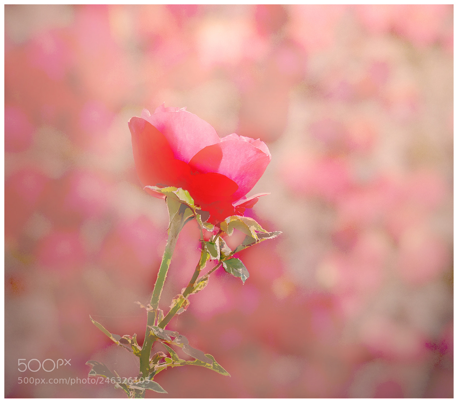 Fujifilm X-T1 sample photo. Rose photography