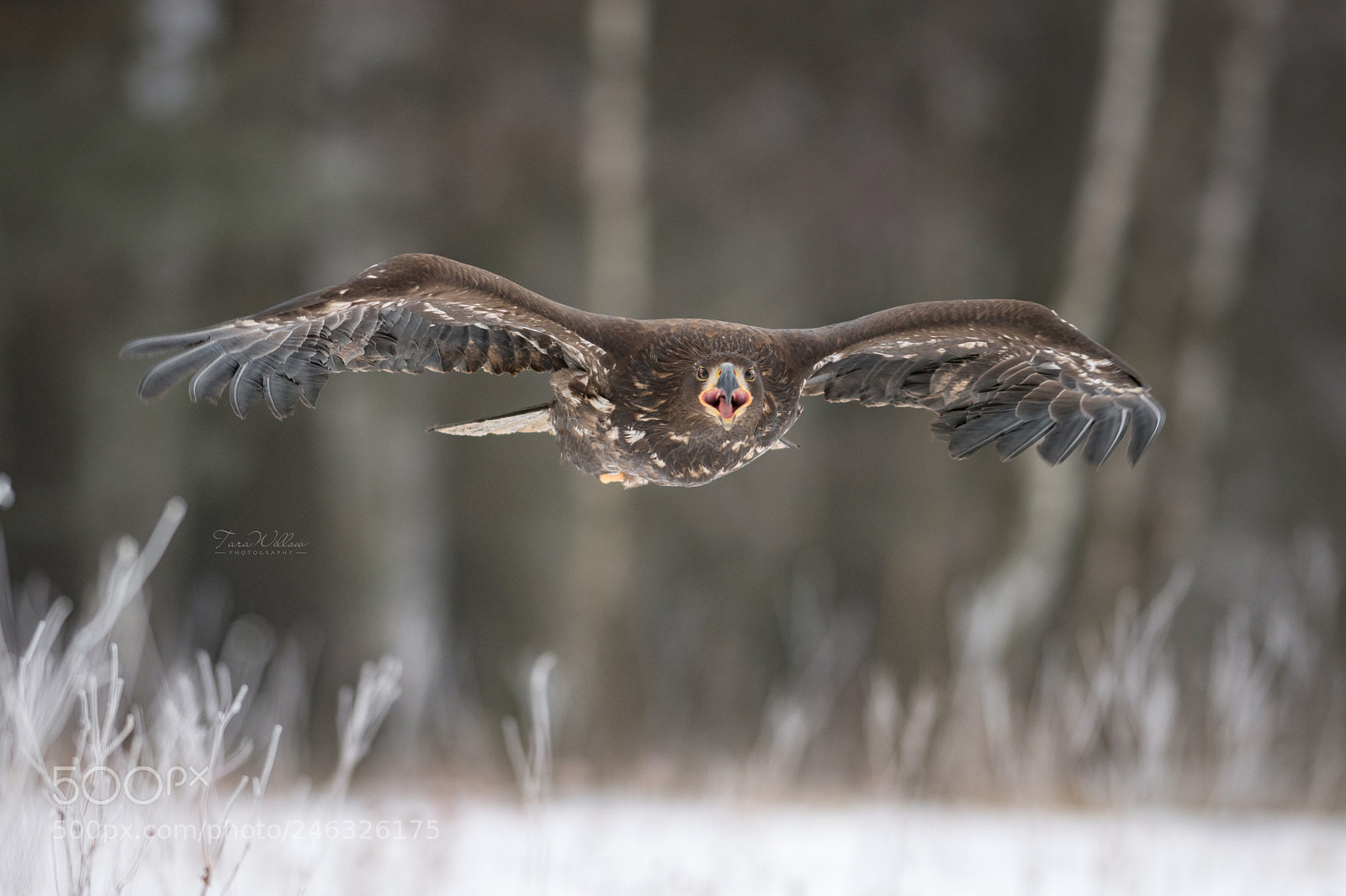 Nikon D500 sample photo. King of the sky. photography