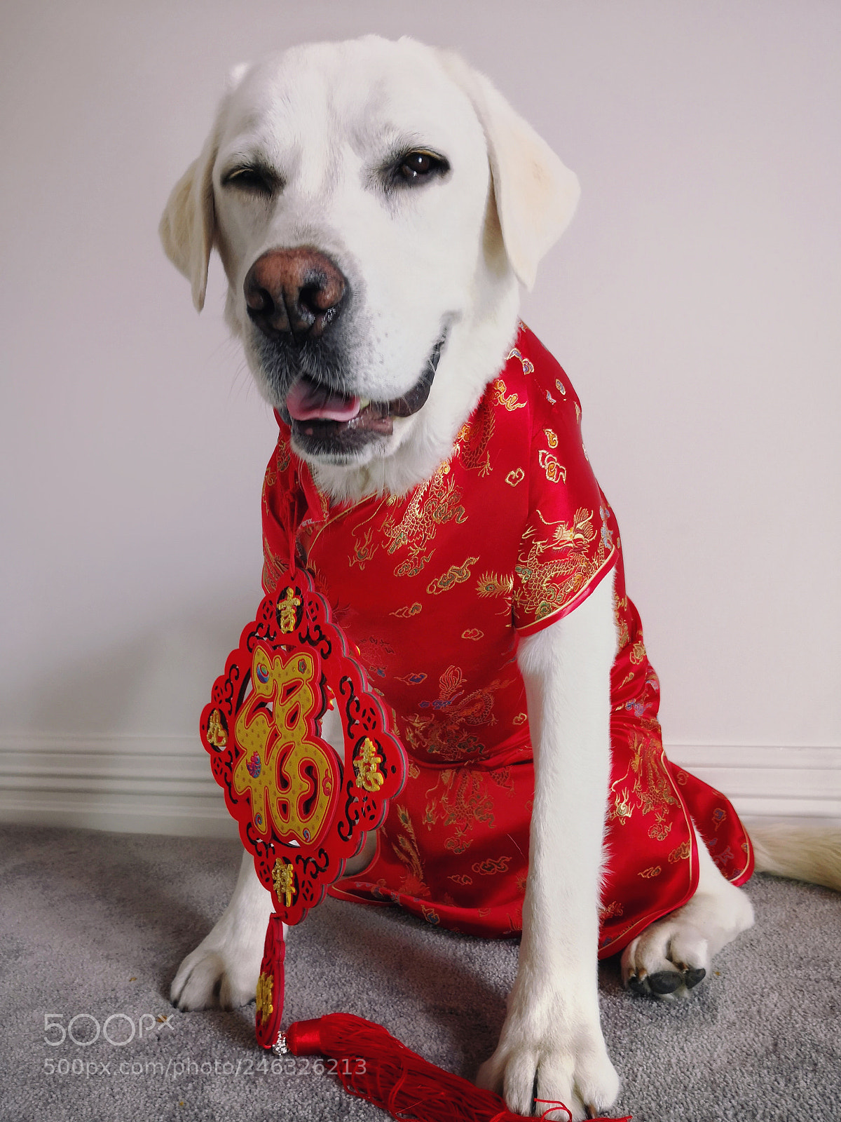 HUAWEI Mate 10 Pro sample photo. Happy dog year photography