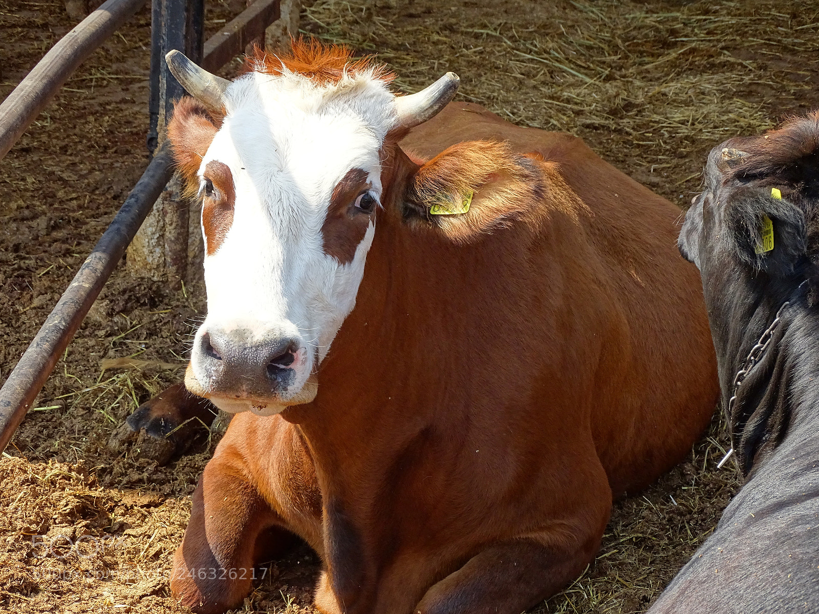 Sony Cyber-shot DSC-HX400V sample photo. Dsc photography