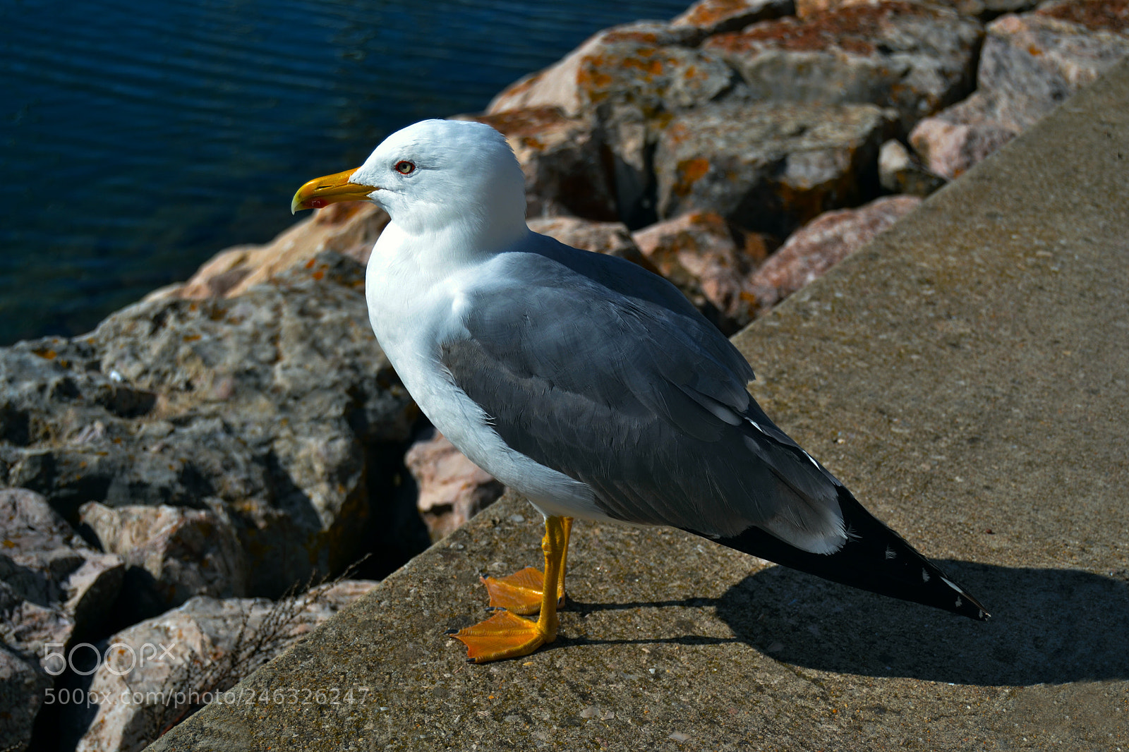 Nikon D3100 sample photo. Gaviota photography