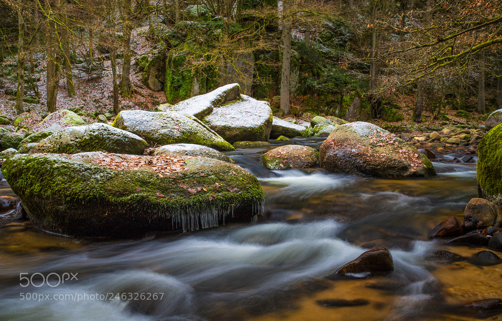 Canon EOS 6D Mark II sample photo. Frozen brush photography