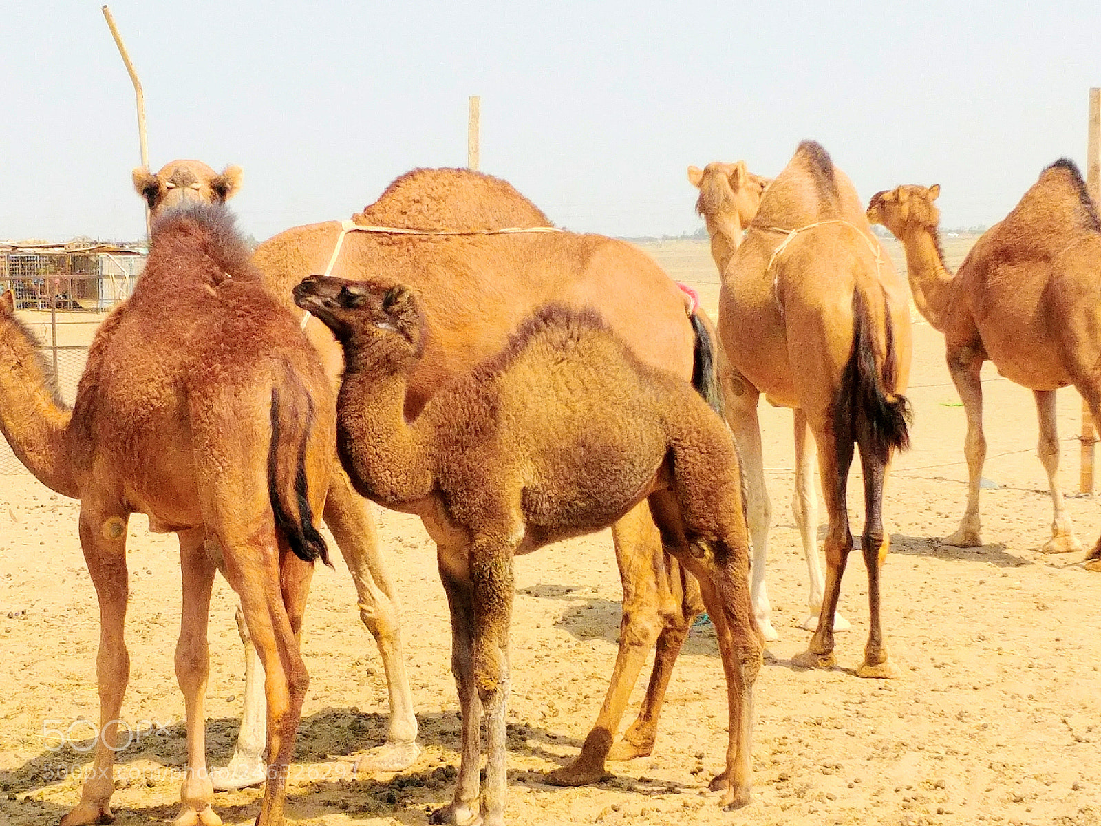 LG G6 sample photo. Camel photography