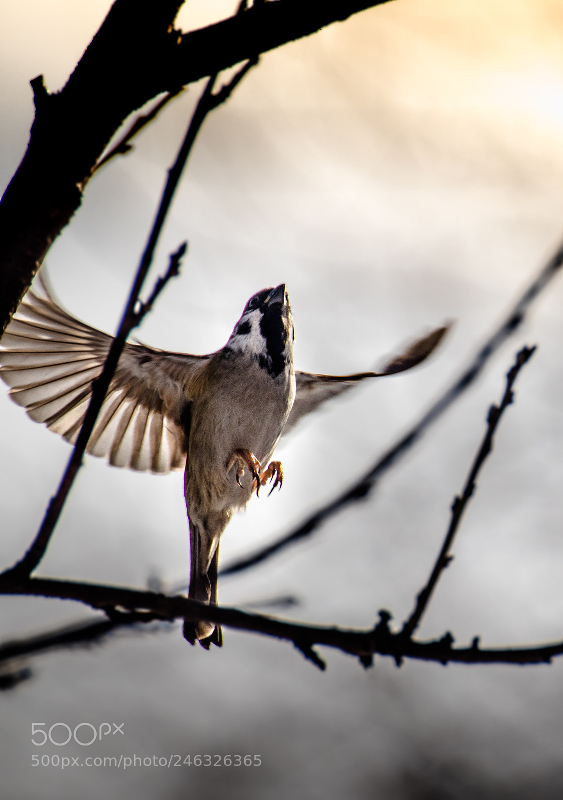 Canon EOS 77D (EOS 9000D / EOS 770D) sample photo. Sparrow photography