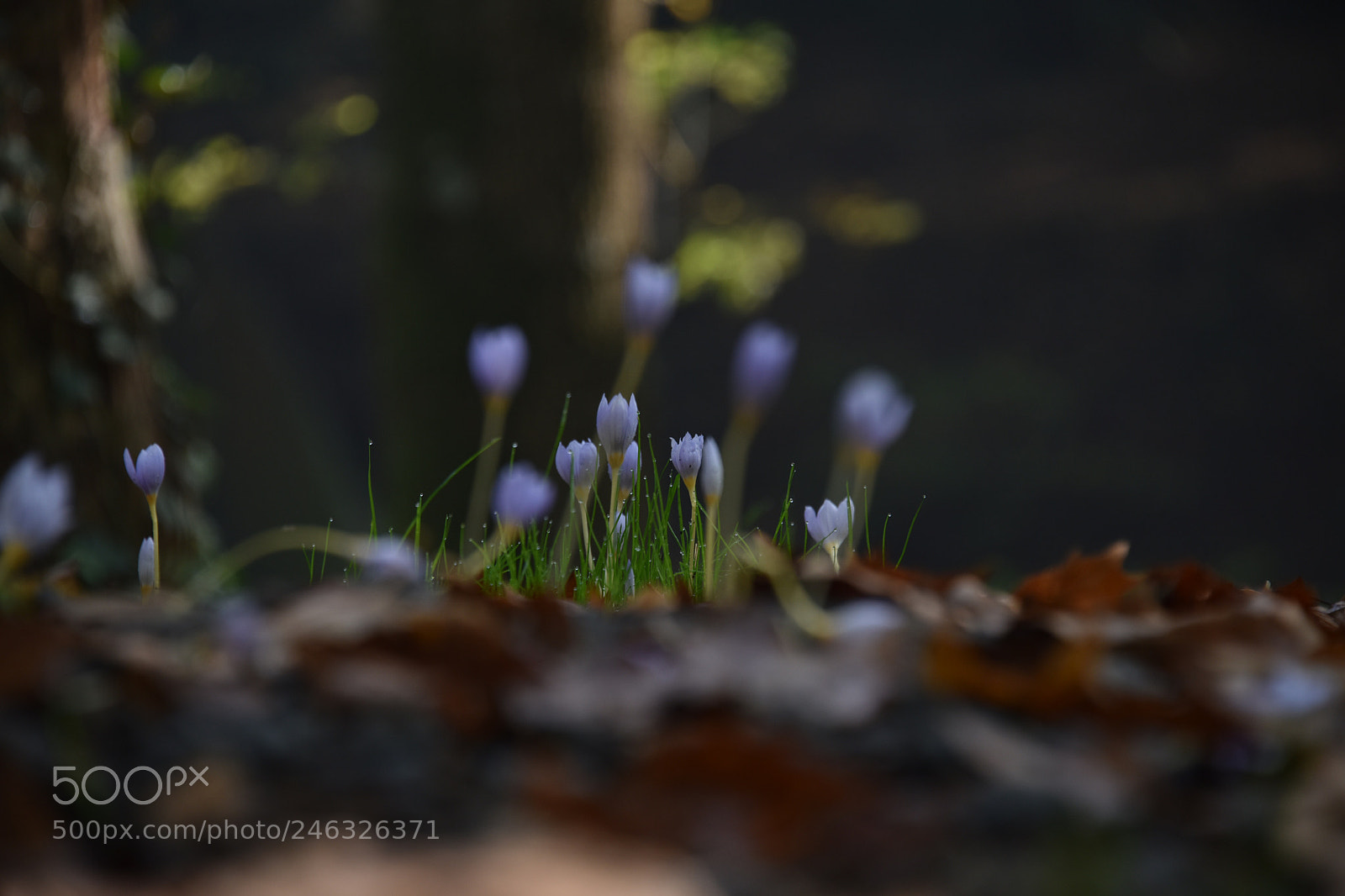 Nikon D810 sample photo. Autumn photography
