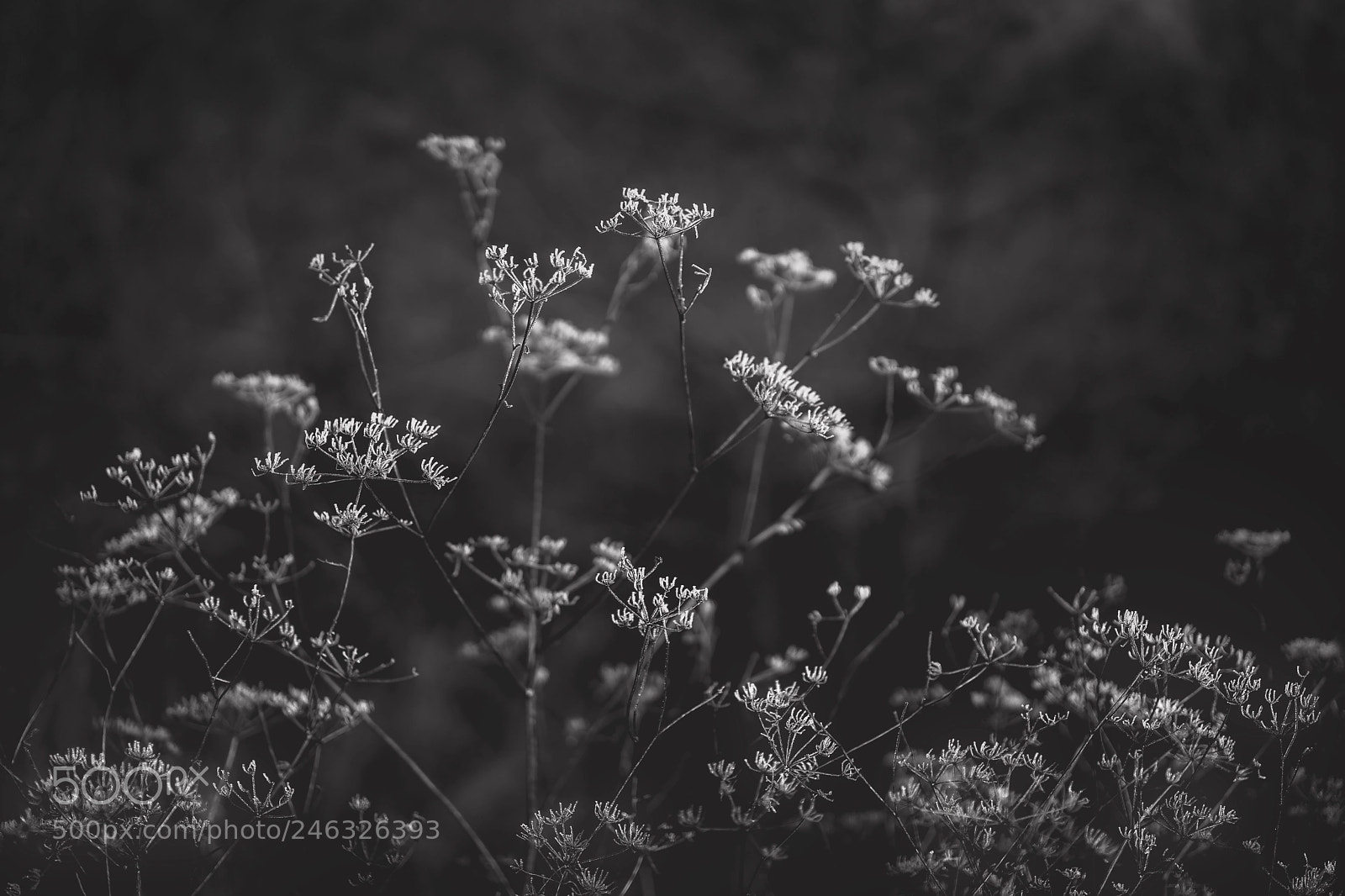 Sony a7 II sample photo. Frost photography