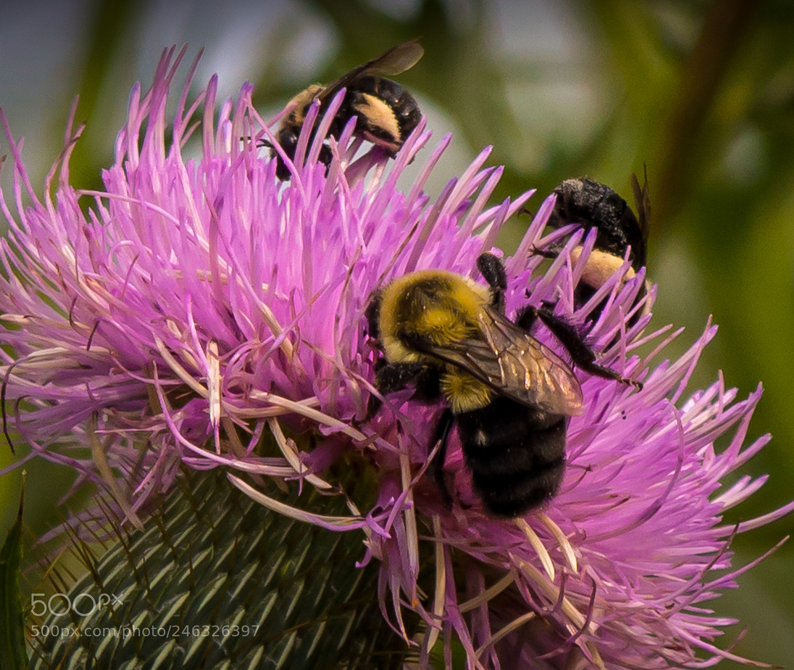 Olympus OM-D E-M5 sample photo. Bees love thistle photography