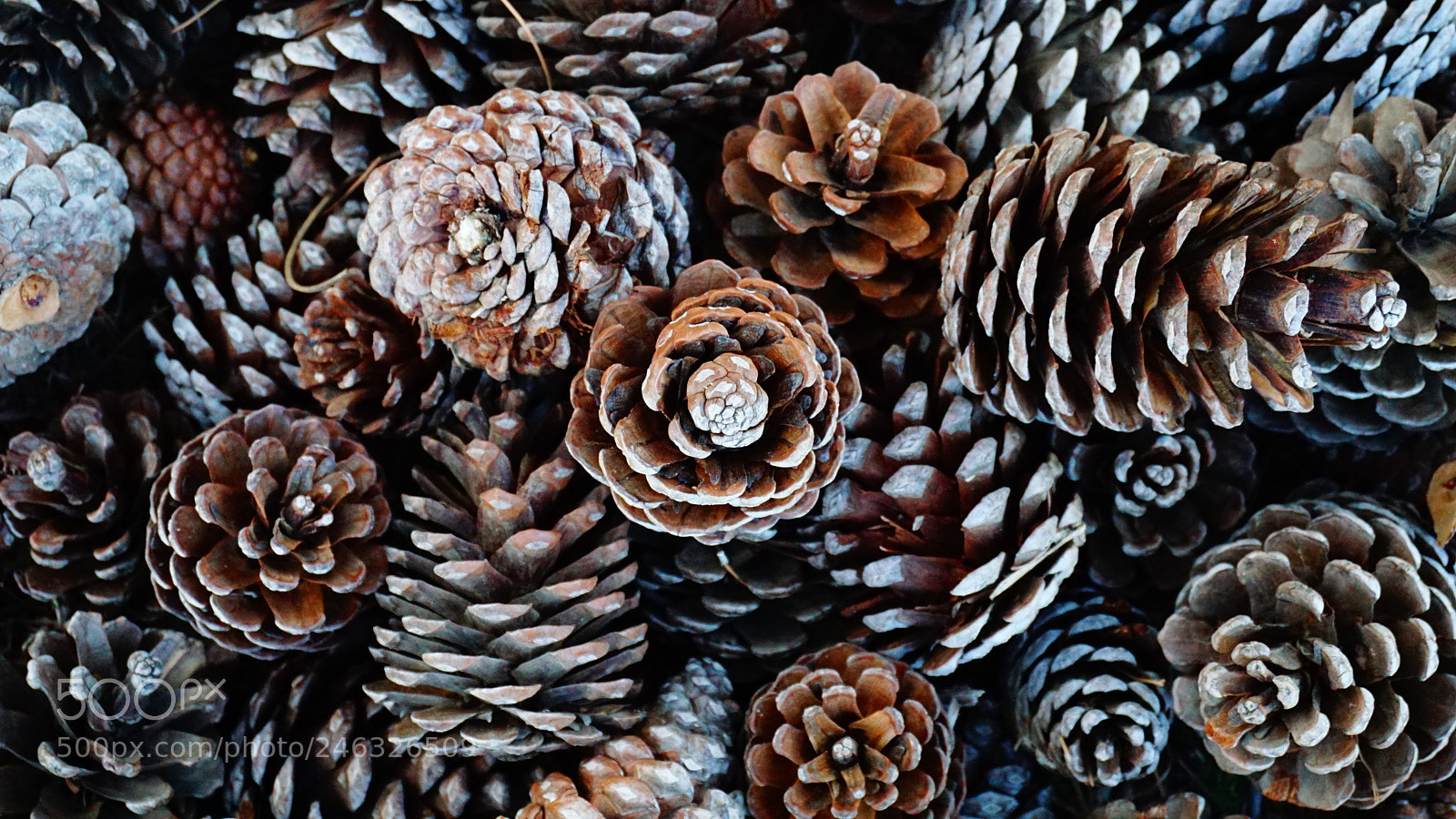 Sony a6000 sample photo. Pinecones photography