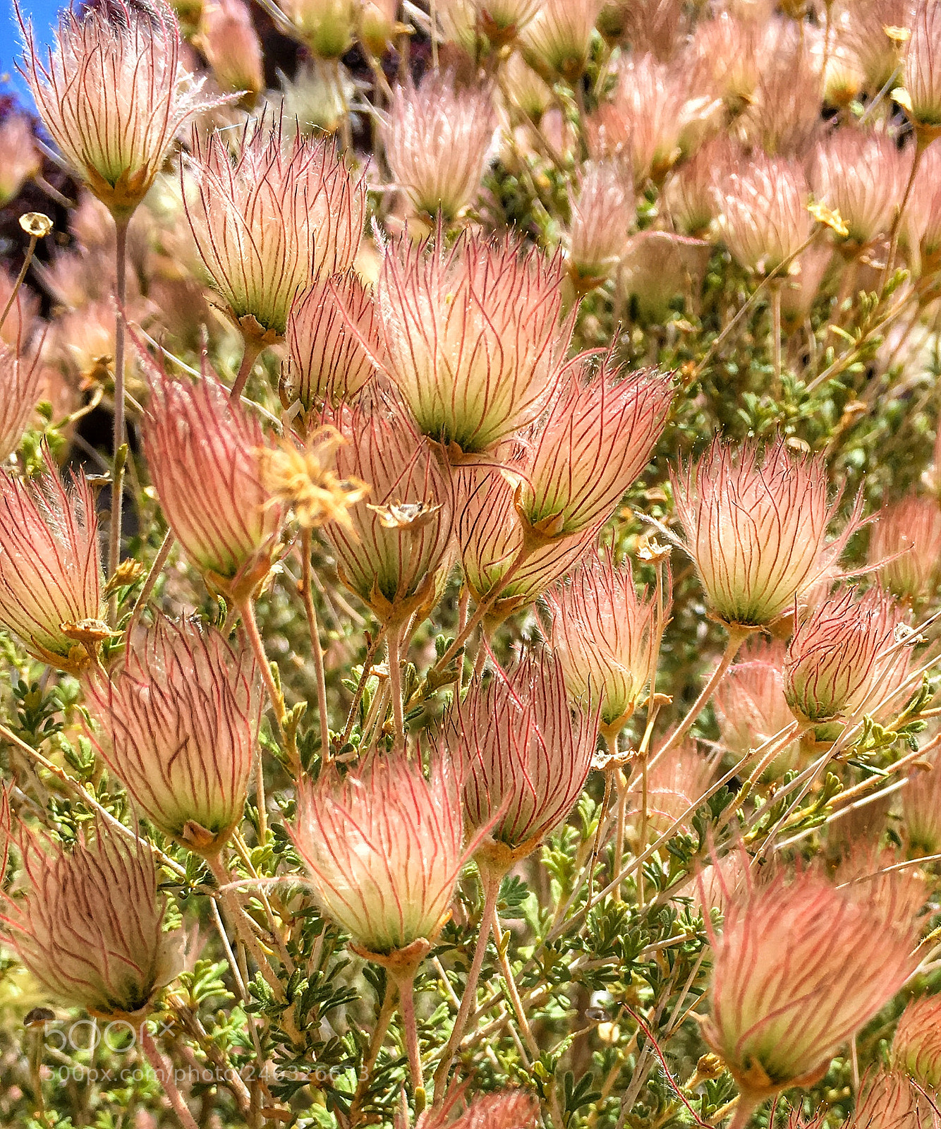 Apple iPhone 6s sample photo. Apache plume photography