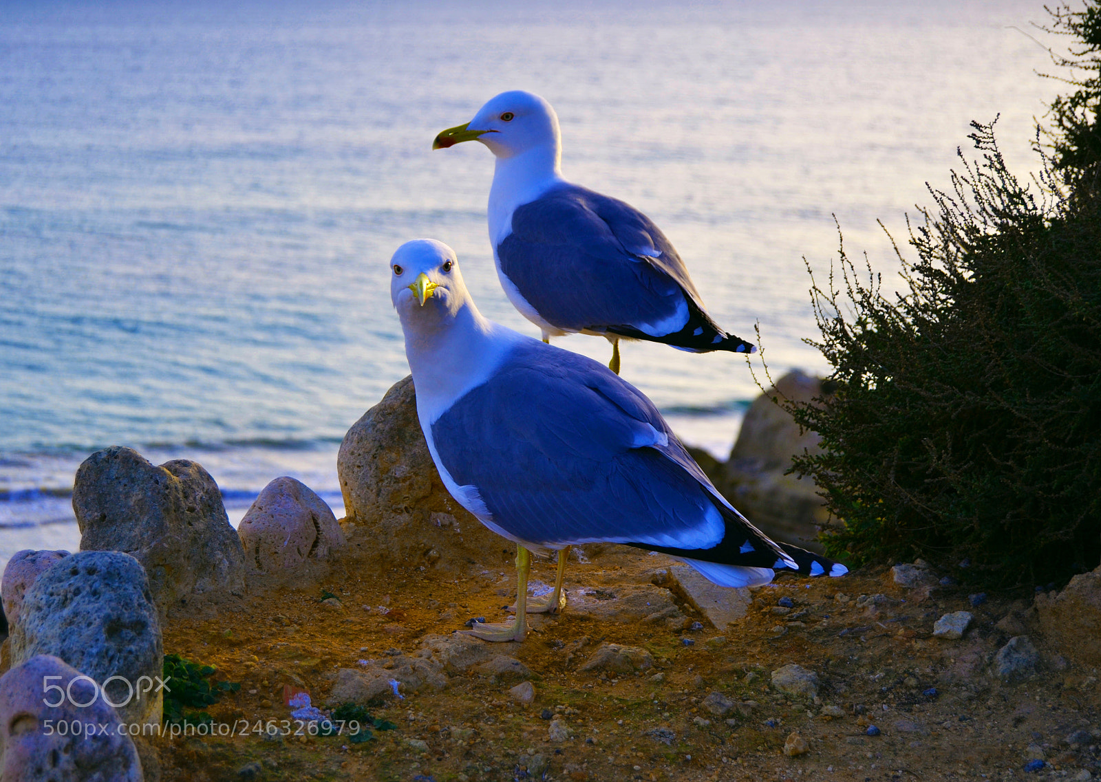 Nikon D3100 sample photo. Gaviotas photography