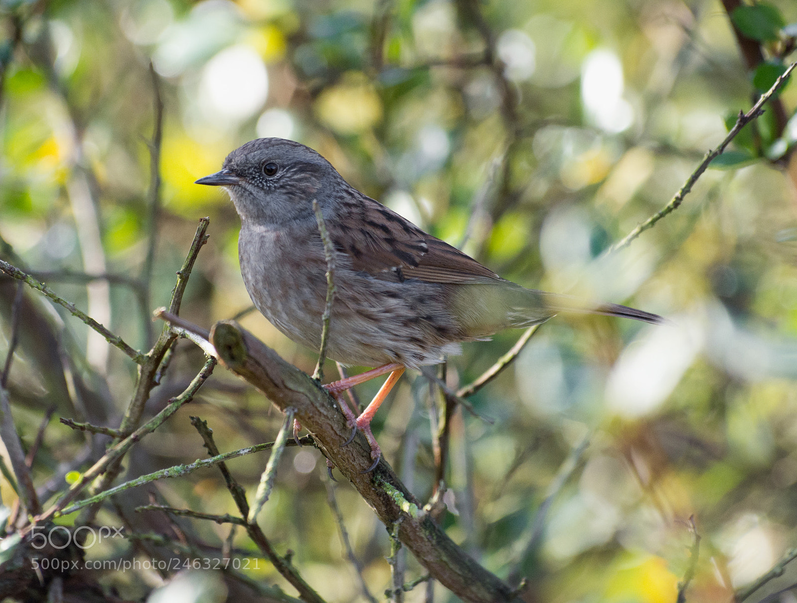 Pentax K-30 sample photo. Dunnock photography