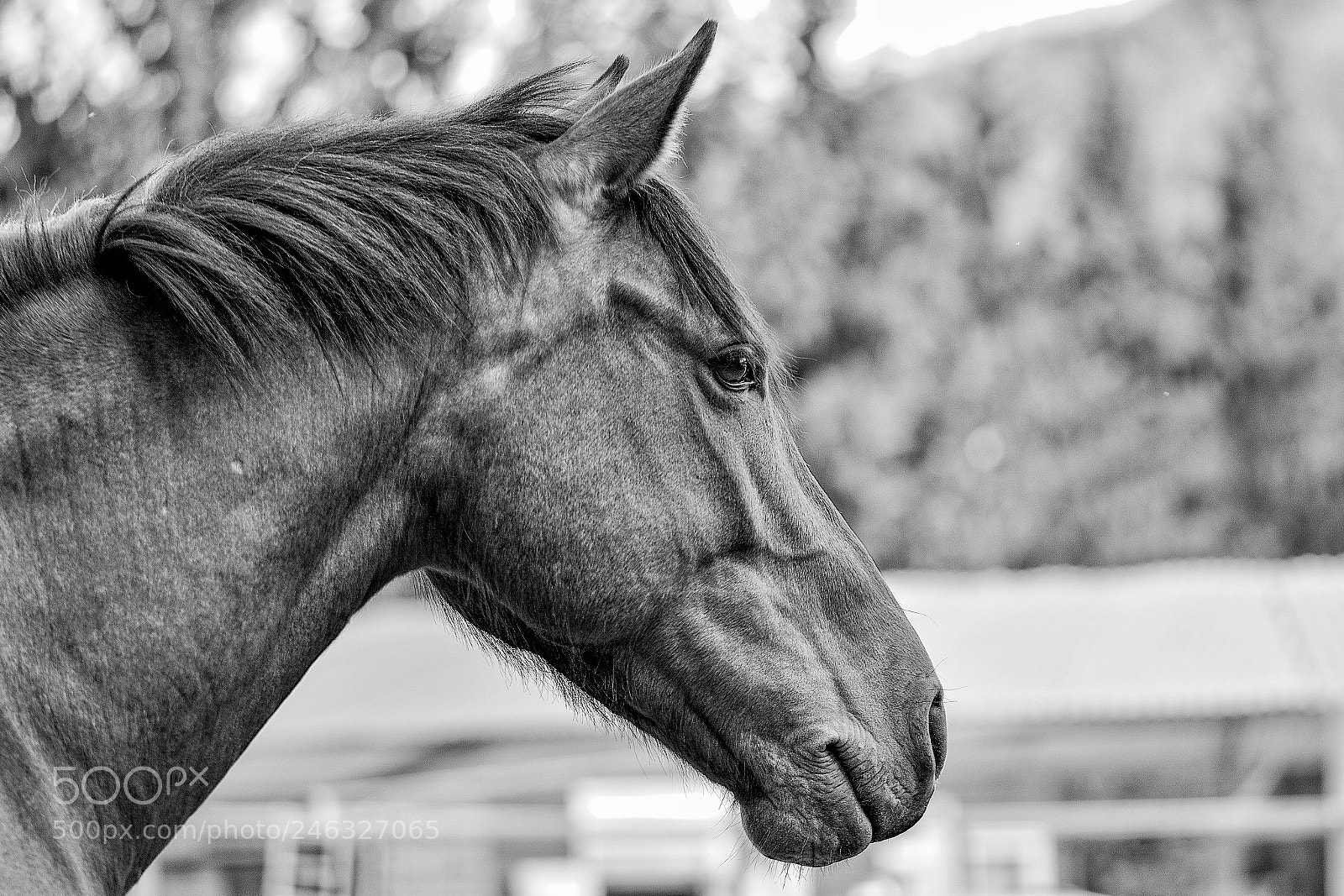 Nikon D7100 sample photo. Untitled photography