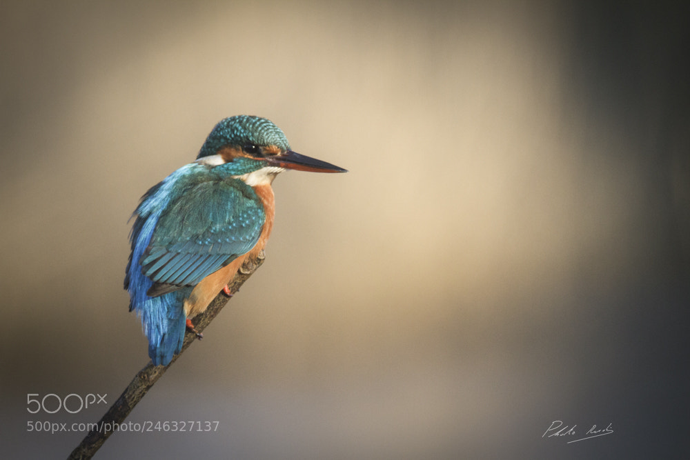 Canon EOS 7D sample photo. Kingfisher in the spotlights photography