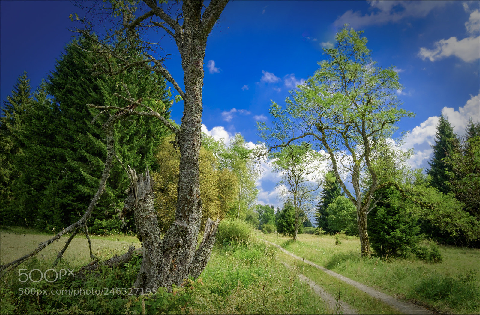 Fujifilm X-T1 sample photo. Path of Šumava photography