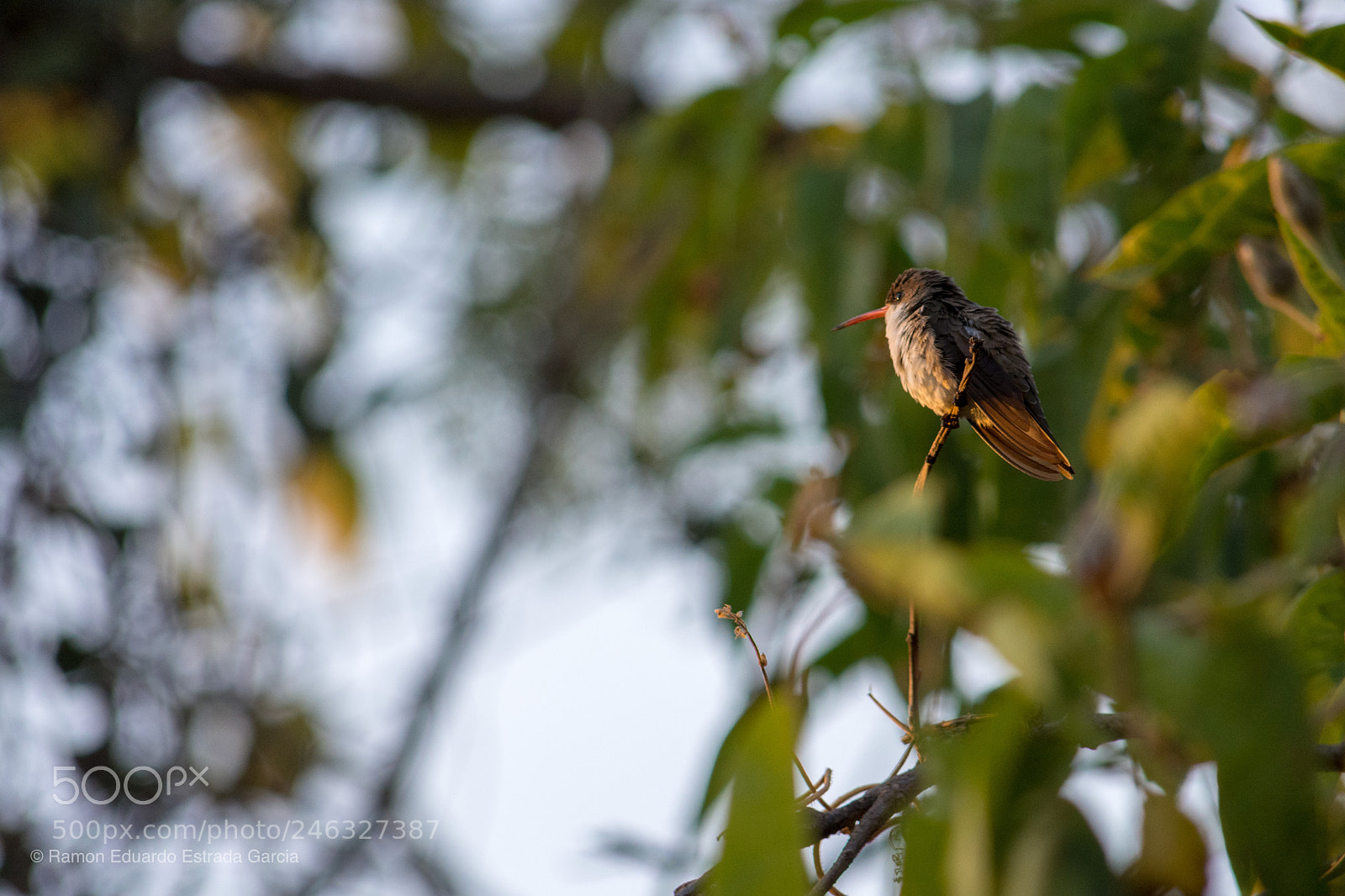 Nikon D7100 sample photo. Looking at sunset photography