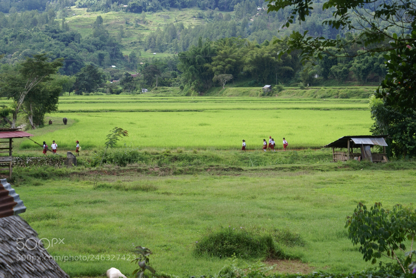 Sony Alpha DSLR-A100 sample photo. Sulawesi school kids photography