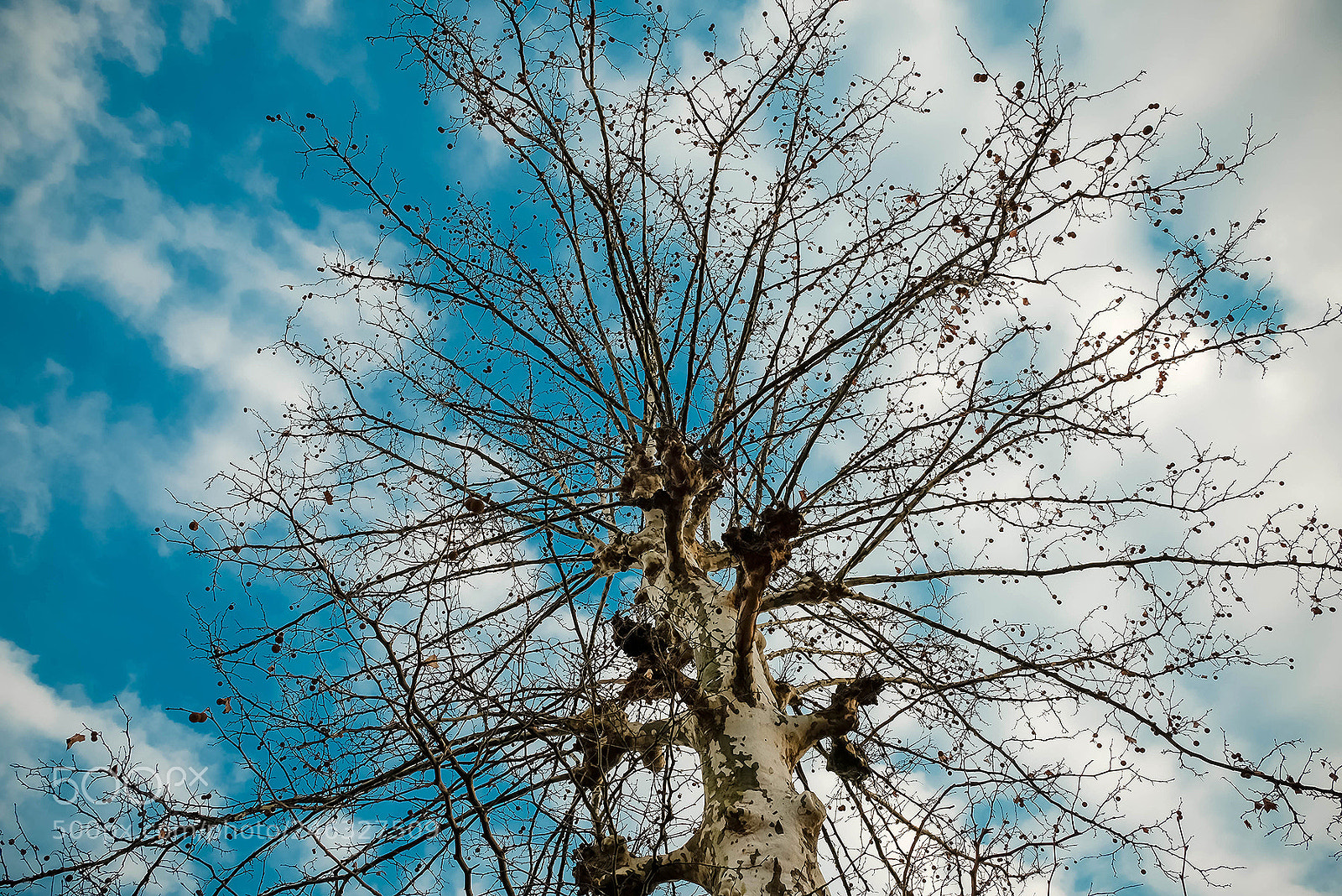 Fujifilm X-T2 sample photo. Winter blue sky photography