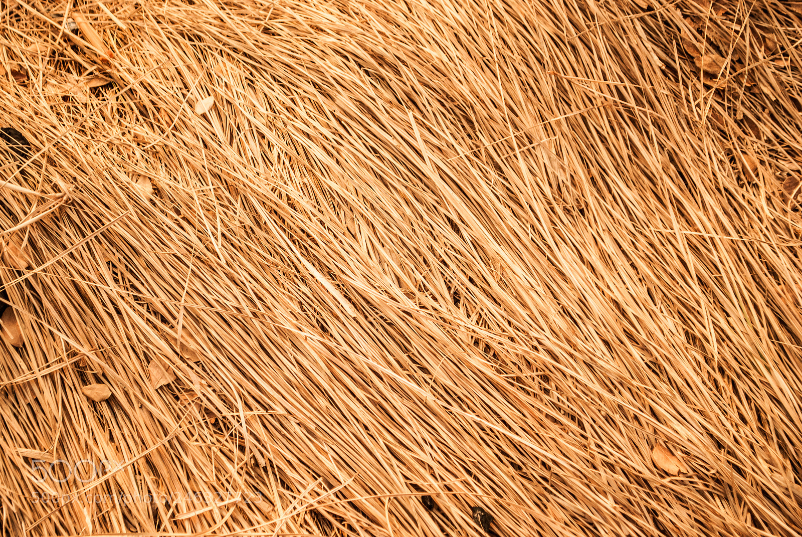 Nikon D3000 sample photo. Hay day photography