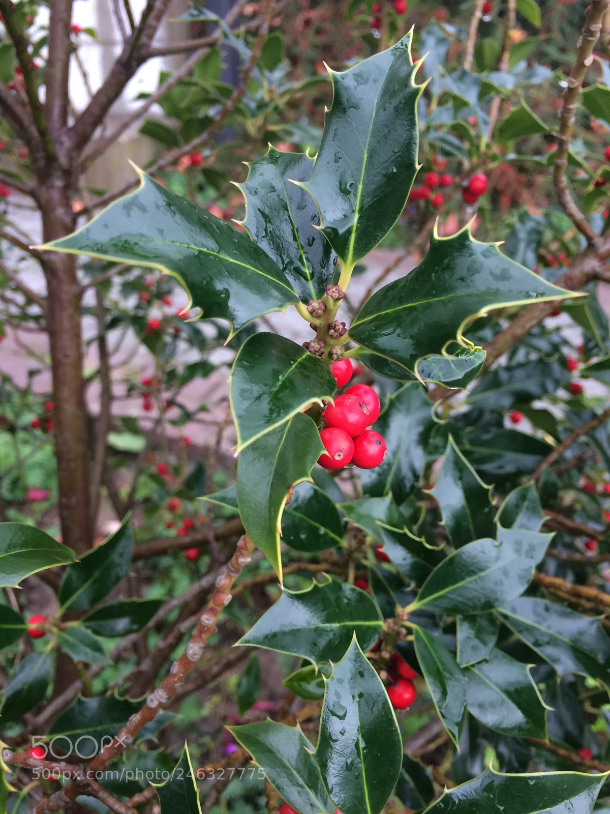 Apple iPhone 5s sample photo. Untitled photography