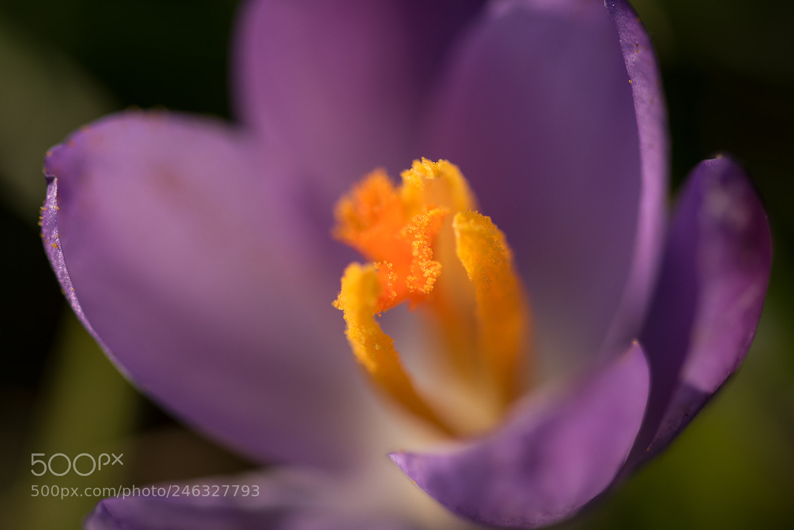 Nikon D5600 sample photo. Heart of the crocus photography