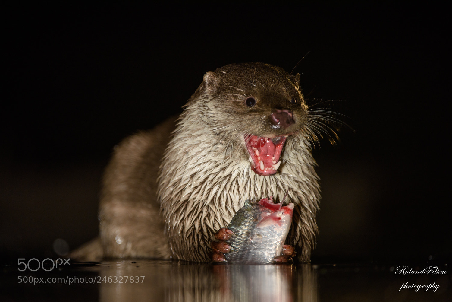 Nikon D810 sample photo. European otter photography