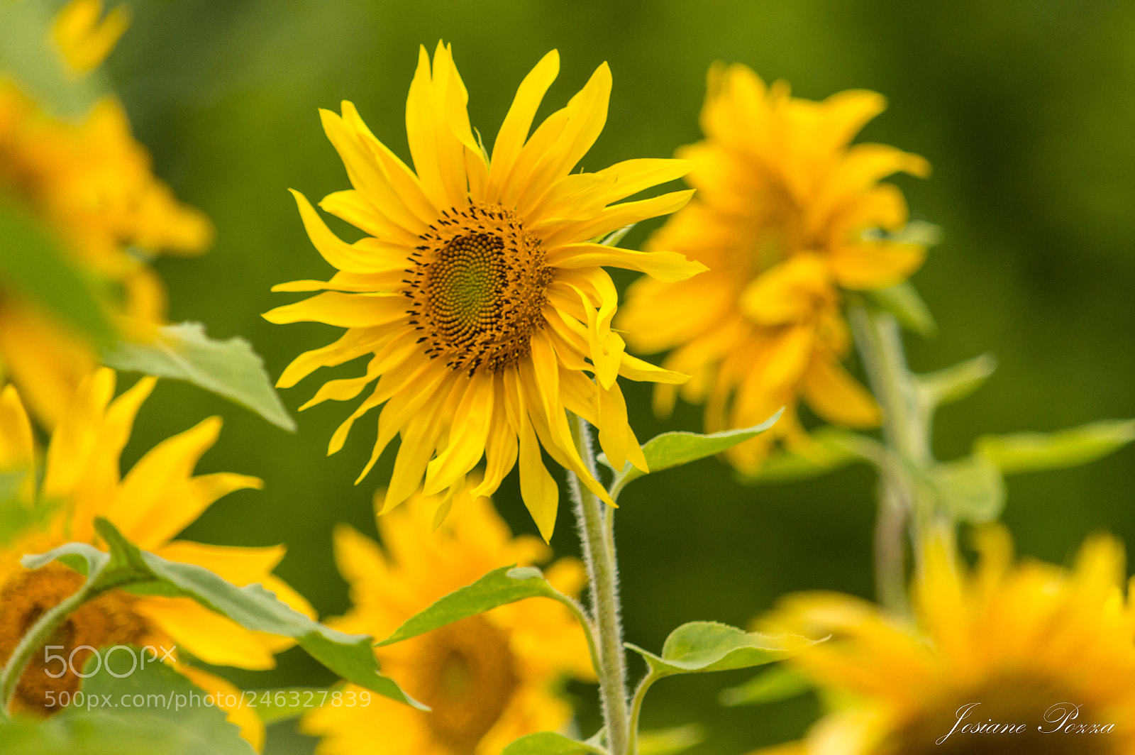 Nikon D3200 sample photo. Sunflowers photography