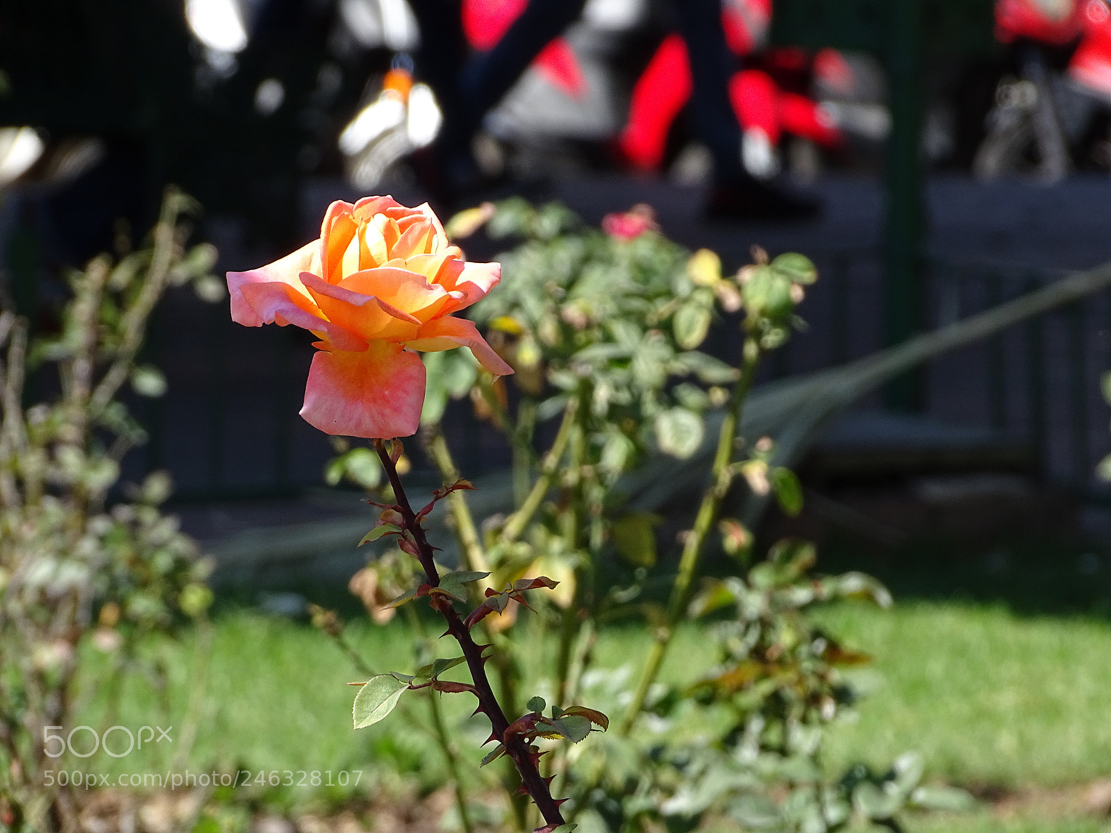 Sony Cyber-shot DSC-HX400V sample photo. Untitled photography