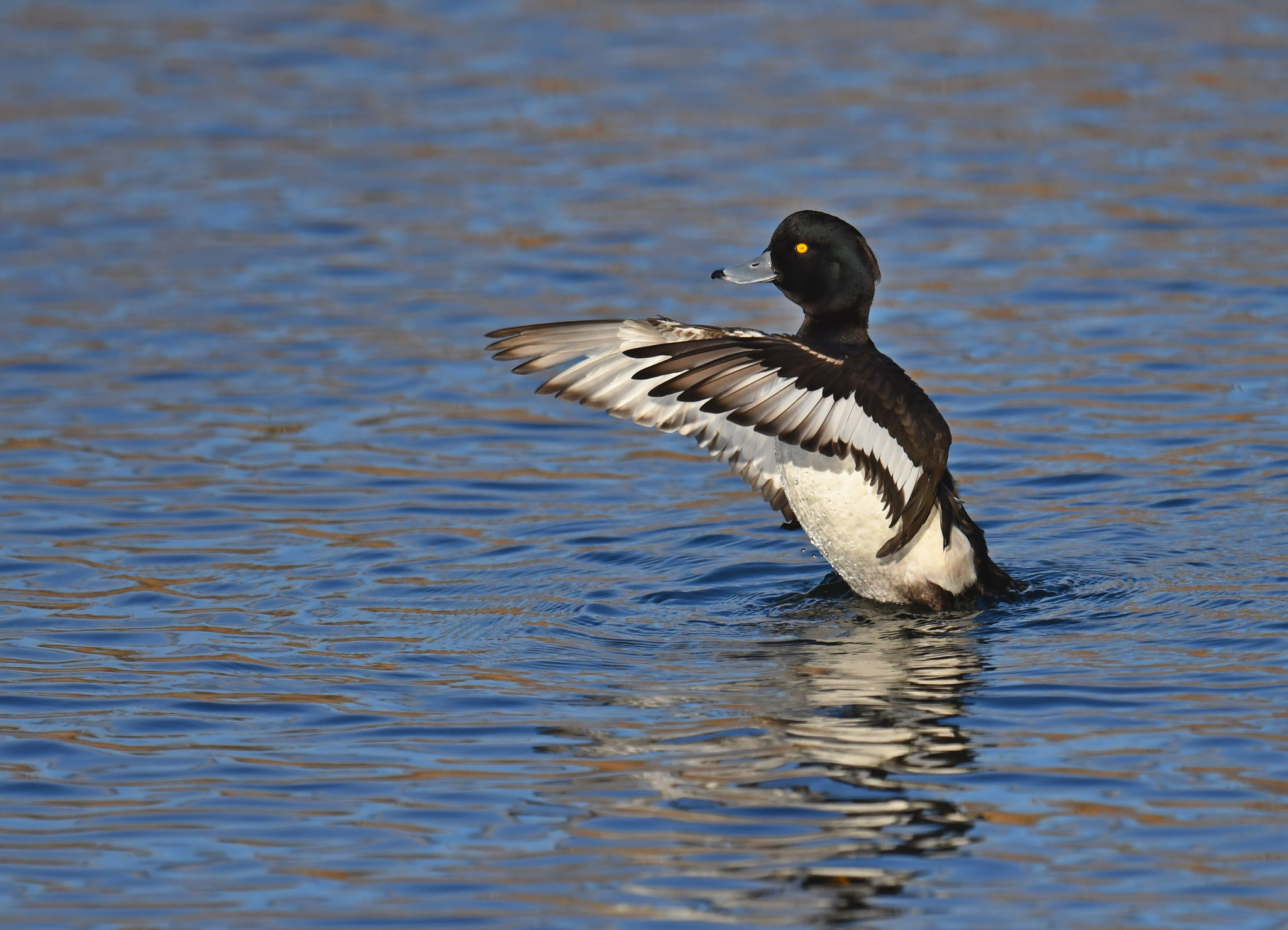 Nikon D500 + Nikon AF-S Nikkor 600mm F4G ED VR sample photo. Tufted duck photography