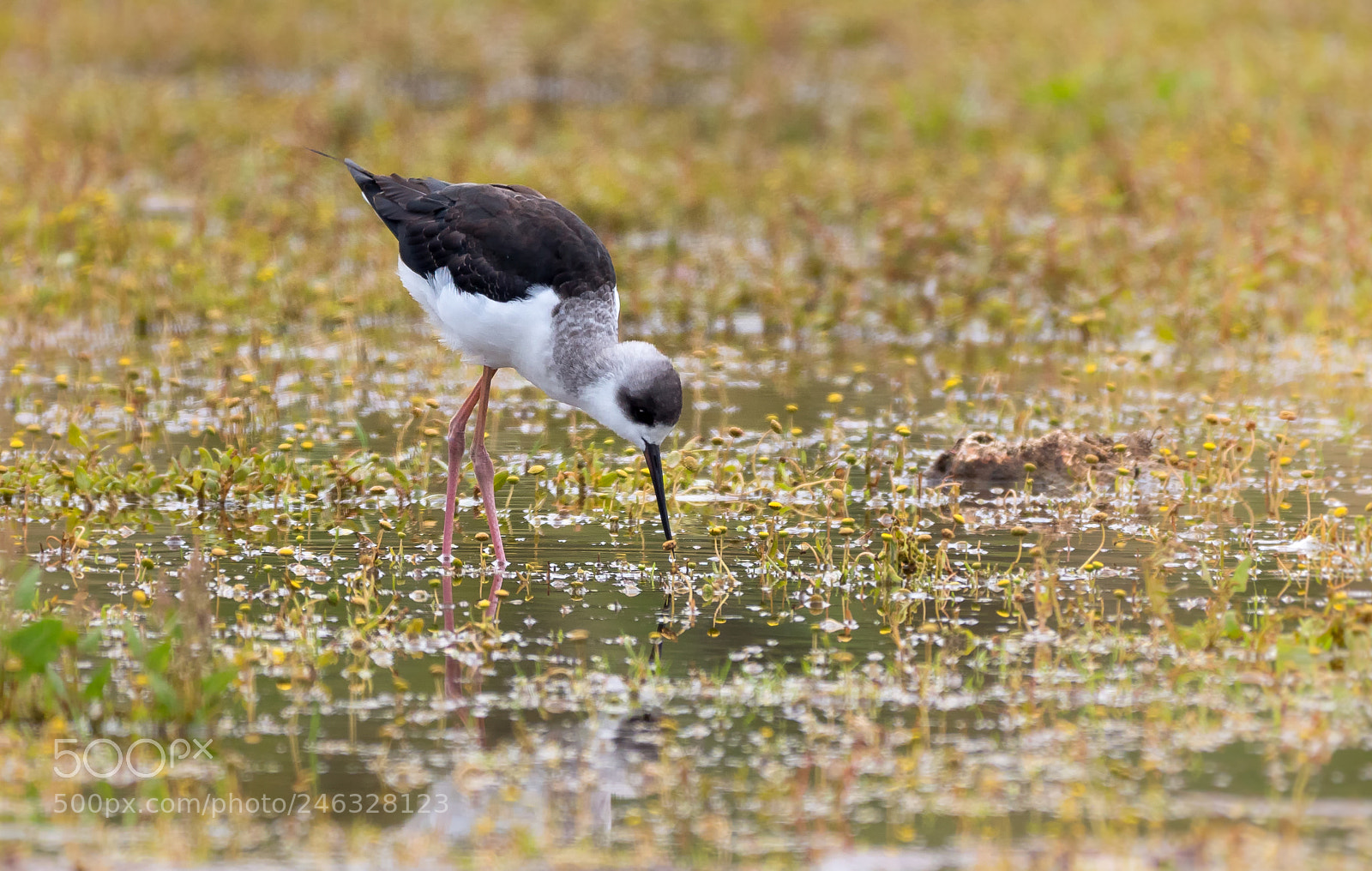 Panasonic Lumix DC-G9 sample photo. Juvenile pied stilt photography