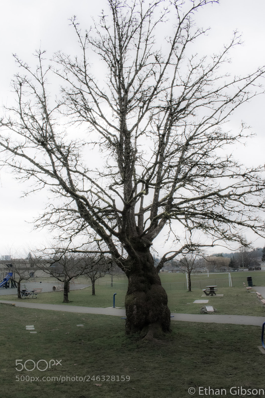 Nikon D3400 sample photo. Spooky looking tree photography