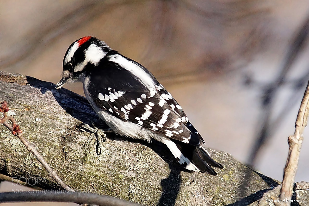 Sony ILCA-77M2 sample photo. Male downy woodpecker photography